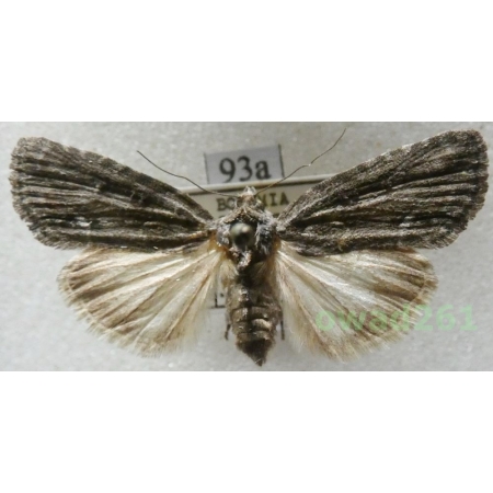 Bryoleuca raptricula (Denis & Schiffermüller, 1775) Czech93a